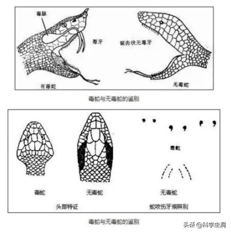 再毒的毒蛇都杀不死一头猪？猪是蛇的天敌，有没有科学依据？