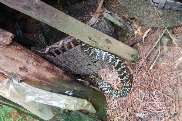 “臭名远扬”的菜花蛇，食性霸道生性凶猛，为何还会招人喜欢