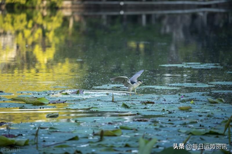 每日运势资讯 十二生肖 生活日记 运势 2022年6月28日