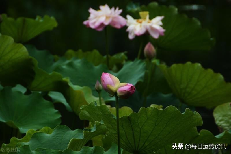 每日运势资讯 十二生肖 生活日记 运势 2022年6月28日