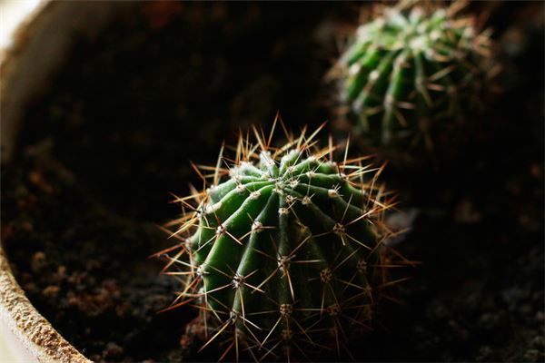 破解煞气的植物风水图，室内辟邪去煞气的植物