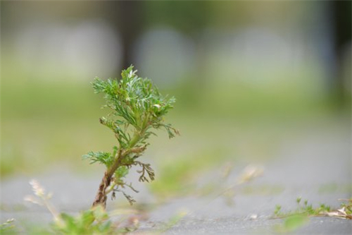 端午节为啥门上挂艾草（在门楣上插艾草是迷信吗）