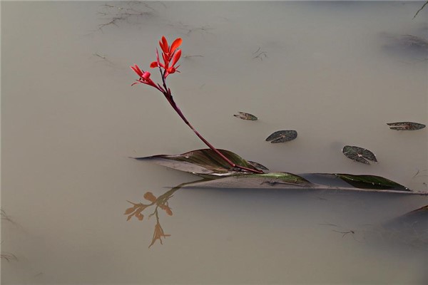 做梦梦到水浑是什么兆头（梦见水很浑是什么意思）