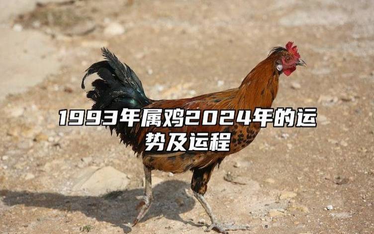 属鸡人2024年9月运势