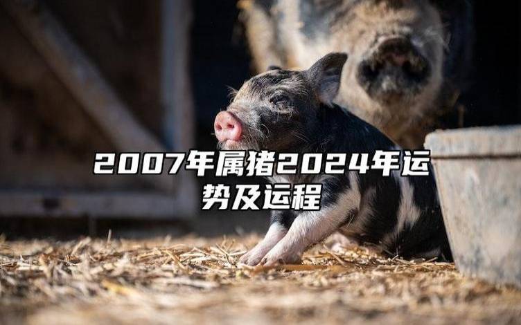 属猪人2024年4月运势