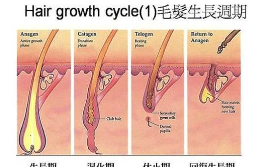 梦见自己秃顶